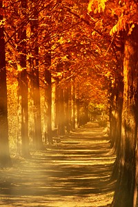 Beautiful Autumn forest background. Free public domain CC0 photo.