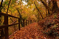 Beautiful Autumn forest background. Free public domain CC0 photo.