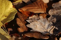 Autumn leaf aesthetic background. Free public domain CC0 photo.