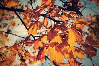 Maple leaf, Autumn seasonal background. Free public domain CC0 photo.