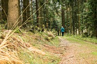 Walk in the forest, background photo. Free public domain CC0 image.