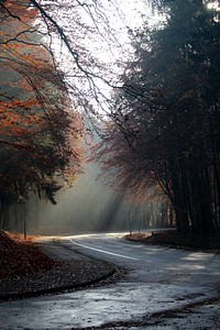 Beautiful Autumn forest background. Free public domain CC0 photo.