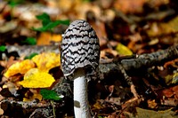 Brown mushroom with thin stem. Free public domain CC0 image.