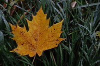 Maple leaf, Autumn seasonal background. Free public domain CC0 photo.