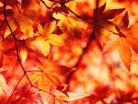 Red autumn leaves in Japan, background photo. Free public domain CC0 image.