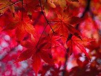 Red autumn leaves in Japan, background photo. Free public domain CC0 image.