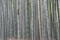 Bamboo tree. Free public domain CC0 photo