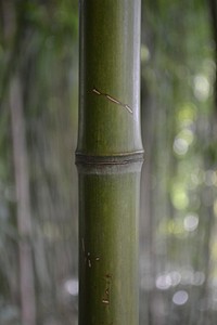 Bamboo tree close up. Free public domain CC0 photo.