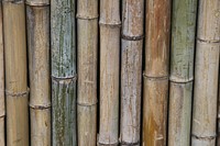 Bamboo tree. Free public domain CC0 photo