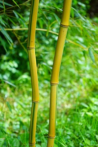 Bamboo tree. Free public domain CC0 photo