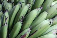 Closeup on raw green bananas on tree. Free public domain CC0 photo.