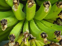 Closeup on green unripe bananas on tree. Free public domain CC0 photo.