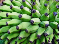 Closeup on raw green bananas on tree. Free public domain CC0 photo.