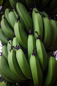 Closeup on raw green bananas on tree. Free public domain CC0 photo.