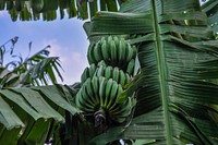 Fresh green bananas on tree. Free public domain CC0 image. 