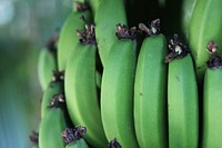 Closeup on raw green bananas on tree. Free public domain CC0 photo.