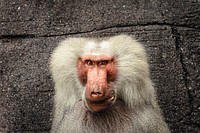 Monkey. Free public domain CC0 image.