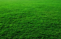 Green grass field background. Free public domain CC0 photo.