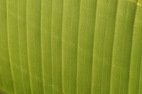 Green leaf texture background. Free public domain CC0 photo.