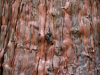 Wood texture background. Free public domain CC0 photo.