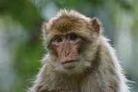 Monkey. Free public domain CC0 image.