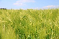 Wheat field. Free public domain CC0 photo.