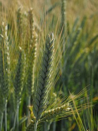 Barley field, agricultural farm. Free public domain CC0 photo.