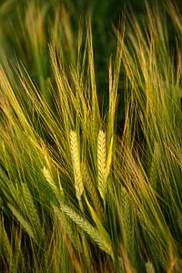 Barley field, agricultural farm. Free public domain CC0 photo.