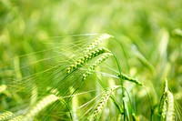 Barley background. Free public domain CC0 image.