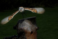 Barn owl flying close up. Free public domain CC0 image.