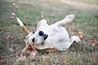 Dog playing on grass. Free public domain CC0 photo.