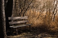 Beautiful Autumn forest background. Free public domain CC0 photo.