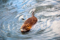 Capybara swimming in a lake. Free public domain CC0 photo.