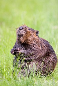 Cute capybara animal. Free public domain CC0 photo.