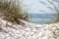 Grass on beach sand. Free public domain CC0 image.