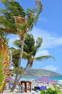 Palm tree, nature background. Free public domain CC0 photo.