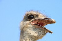 Ostrich. Free public domain CC0 image.