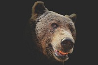 Bear's face closeup, wild animal background. Free public domain CC0 photo.