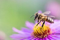 Bee and purple flower background. Free public domain CC0 image.