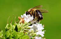 Bumblebee and white flower. Free public domain CC0 photo.