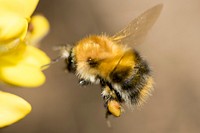 Bumblebee and yellow flower background. Free public domain CC0 image.