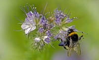 Bumblebee and flower background. Free public domain CC0 image.