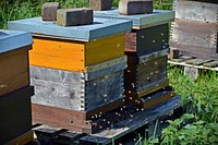 Wooden beehives. Free public domain CC0 photo