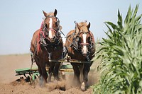 Draught horses, animal image. Free public domain CC0 photo.