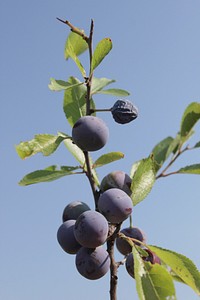 Blackthorn berries on tree. Free public domain CC0 image. 