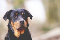 Rottweiler face. Free public domain CC0 photo.