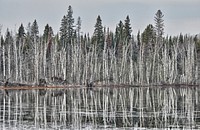 Snow covered trees in forest by frozen lake. Free public domain CC0 image.