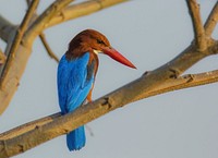 Kingfisher, bird photography. Free public domain CC0 image.