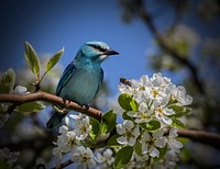 Bird in a tree, nature photography. Free public domain CC0 image.