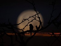 Bird in darkness, background. Free public domain CC0 image.